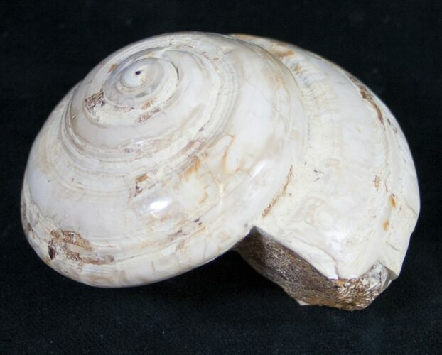 Polished Fossil Snail (Pleurotomaria) #9544